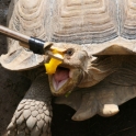 Tortoise Feeding